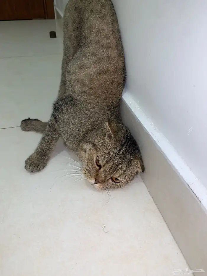 سكوتش دبل فولد تايقر 3