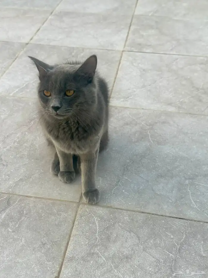 قط ذكر للتبني 2