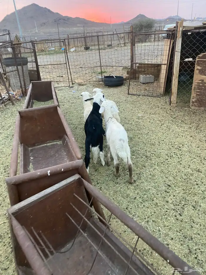 للبيع خرفان نجد ورفيديات 4