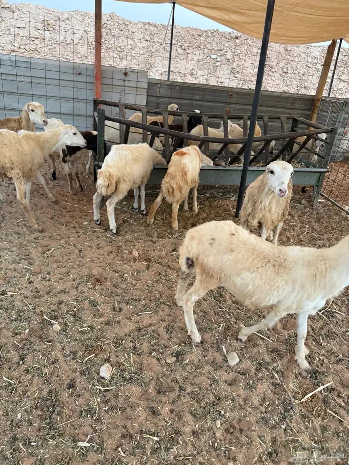 رخال رفيد12 2