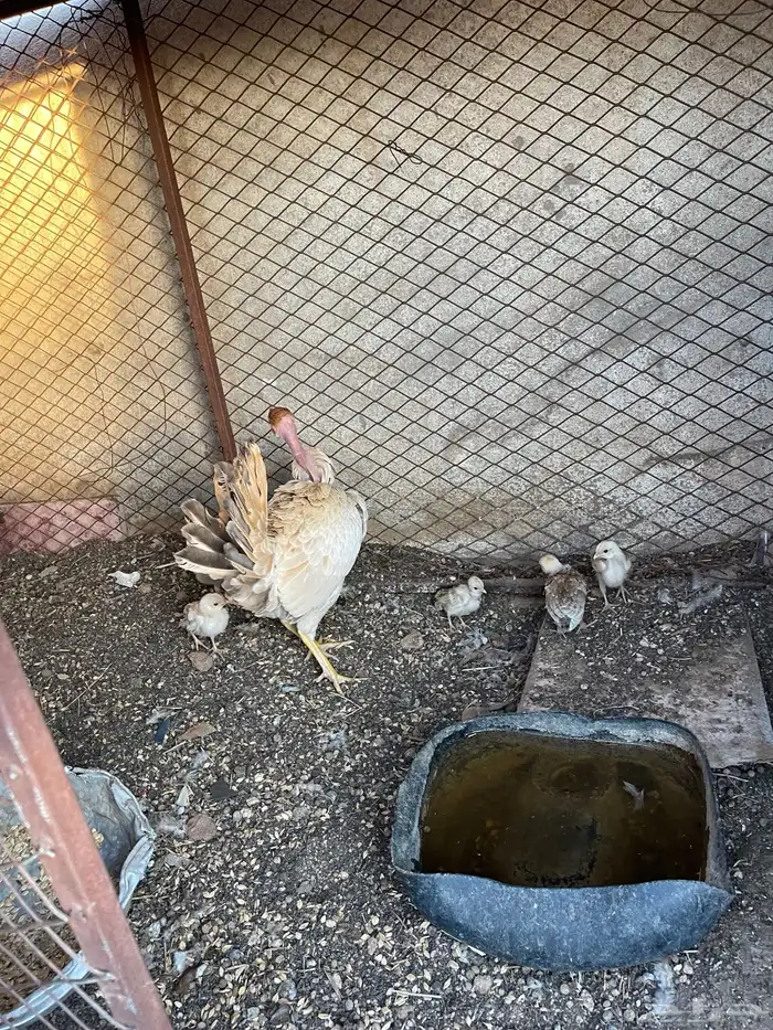 دجاجة شركسية للبيع 0