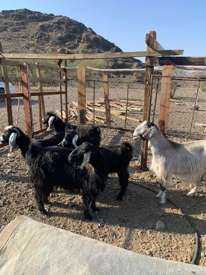 ماعز طيبات 0