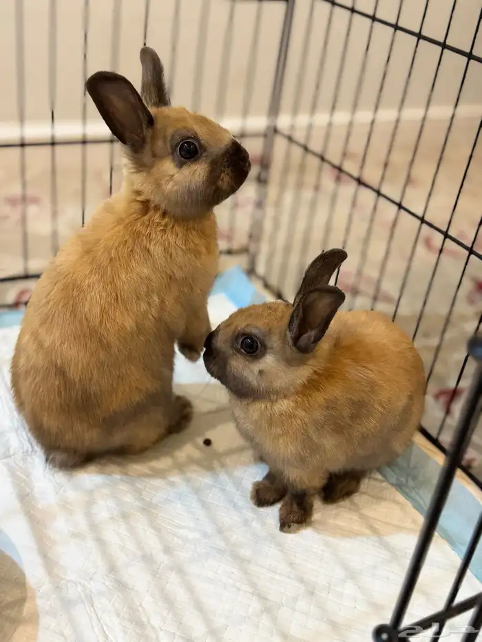 زوج ارانب هولندي 0