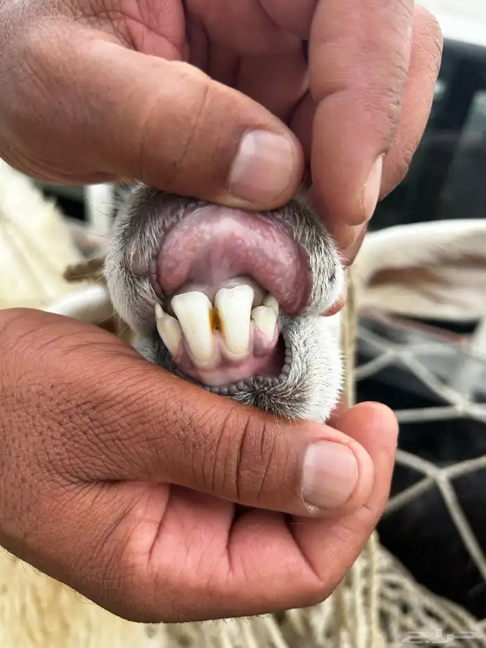 ضان السن موضح الحاله طيبه بالحيل الضريع ماعلم 1