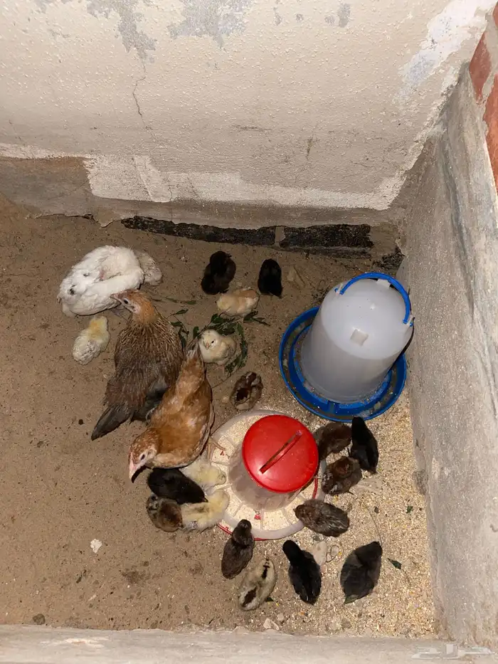 للبيع بط وصوص 0