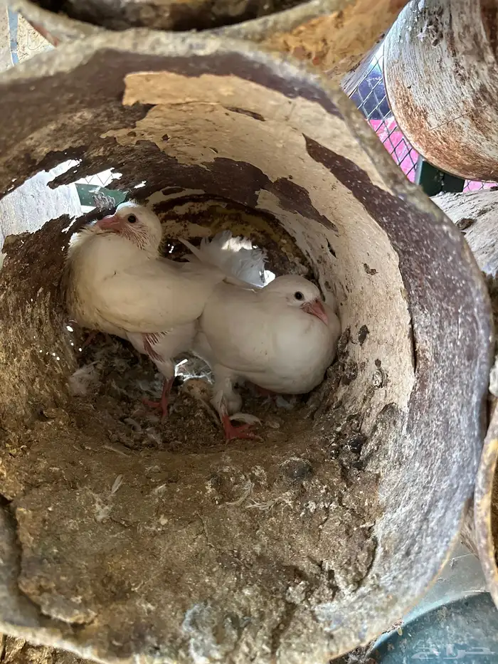 حمام فرنسي سوبر جامبو 6