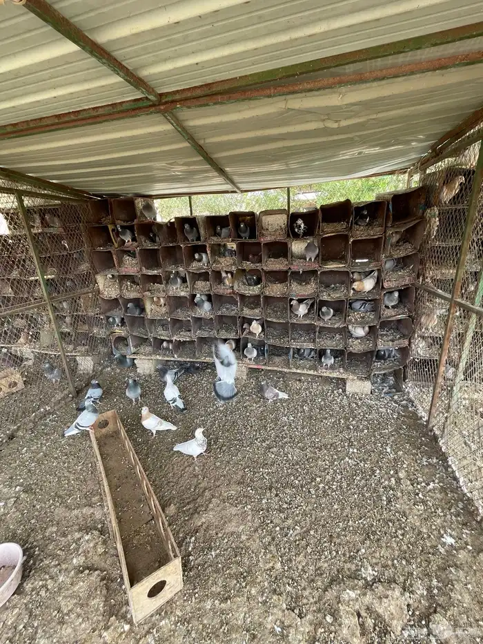 للبيع حمام زاجل و فرنسي سلفر 2