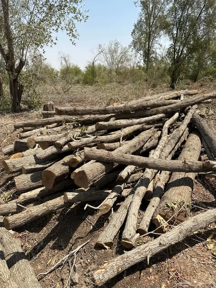 رزايز عيدان بزومي للبيع 0