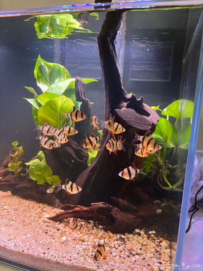 اسماك تايقر بارب للبيع 1