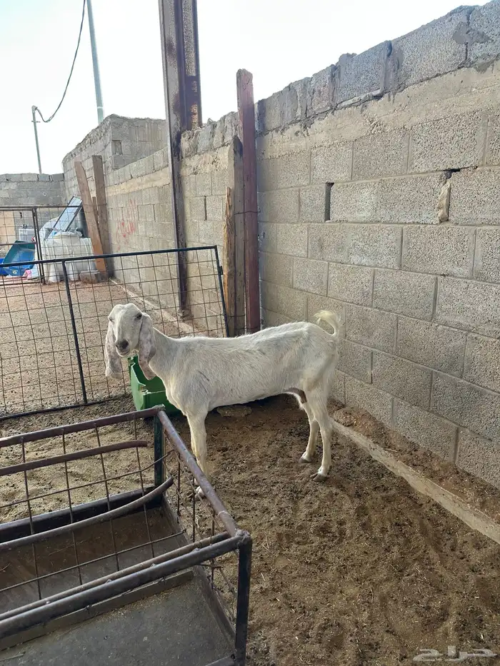 عنز مشروكه فيها ظعف قل علف وهي شرط صحه اسن تامه شبب 2