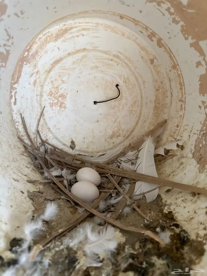 حمام فرنسي سوبر جامبو 11