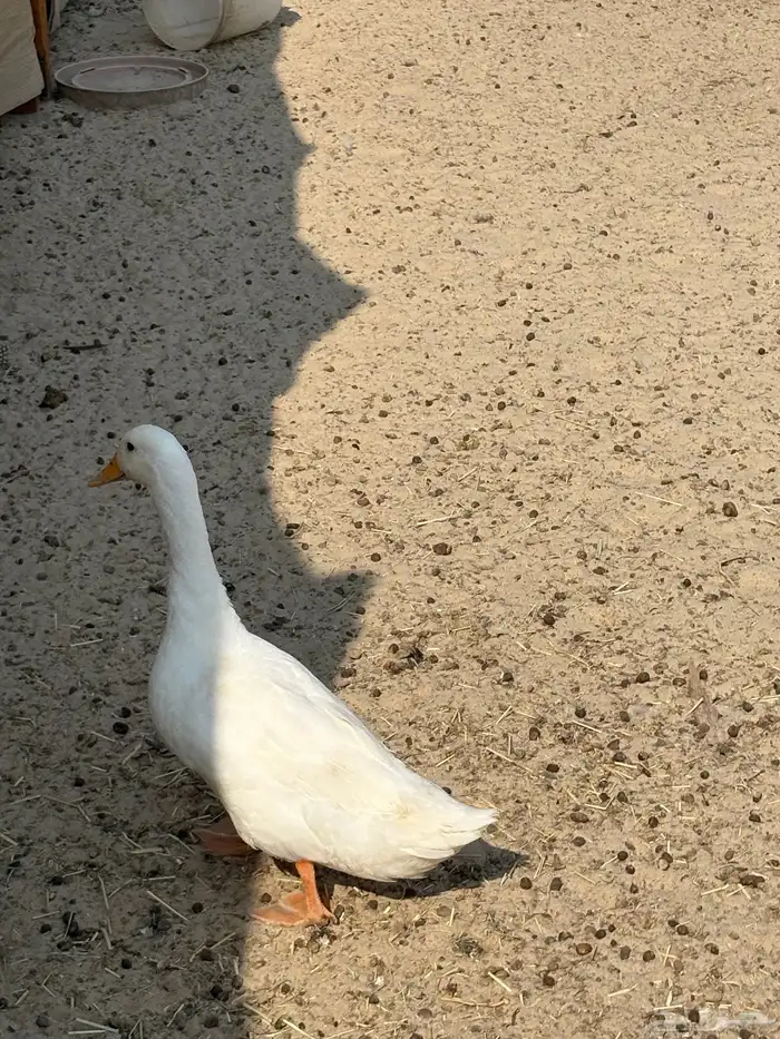 بط بكيني للبيع 4