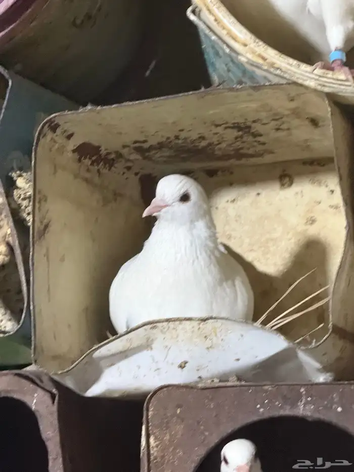 حمام فرنسي جامبو 12