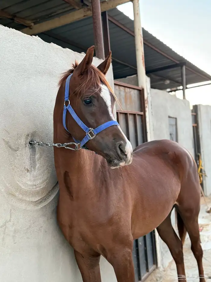 حصان للبيع 3