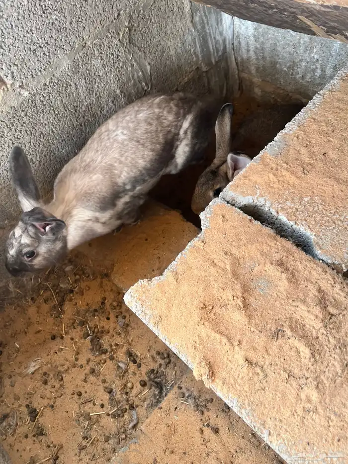 عدد 4 ارانب ذكر وثلاث إناث 3