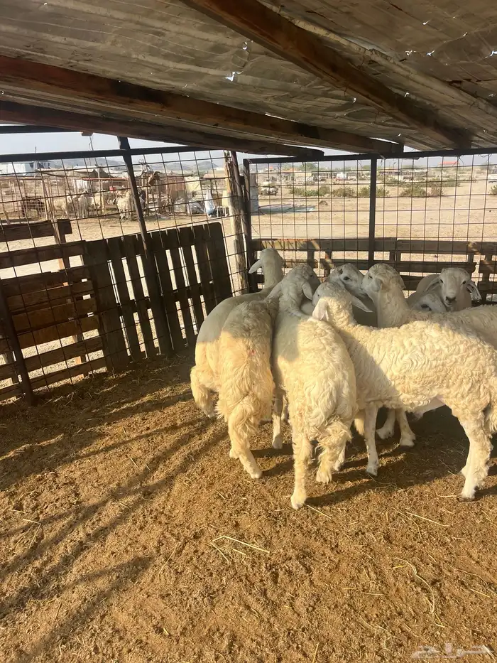 ذبايح حريات مع الذبح وتوصيل209تقيم إيجابي ولله الحمد 0