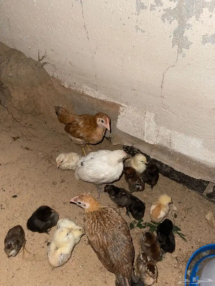 للبيع بط وصوص 2