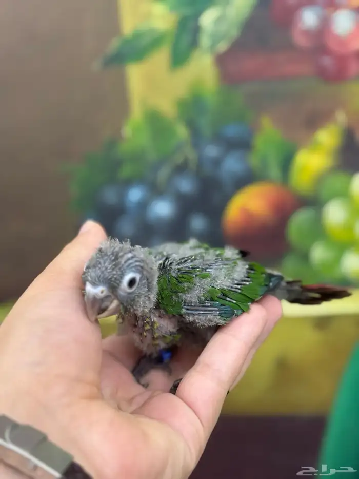 كنيور قرين شيك 0