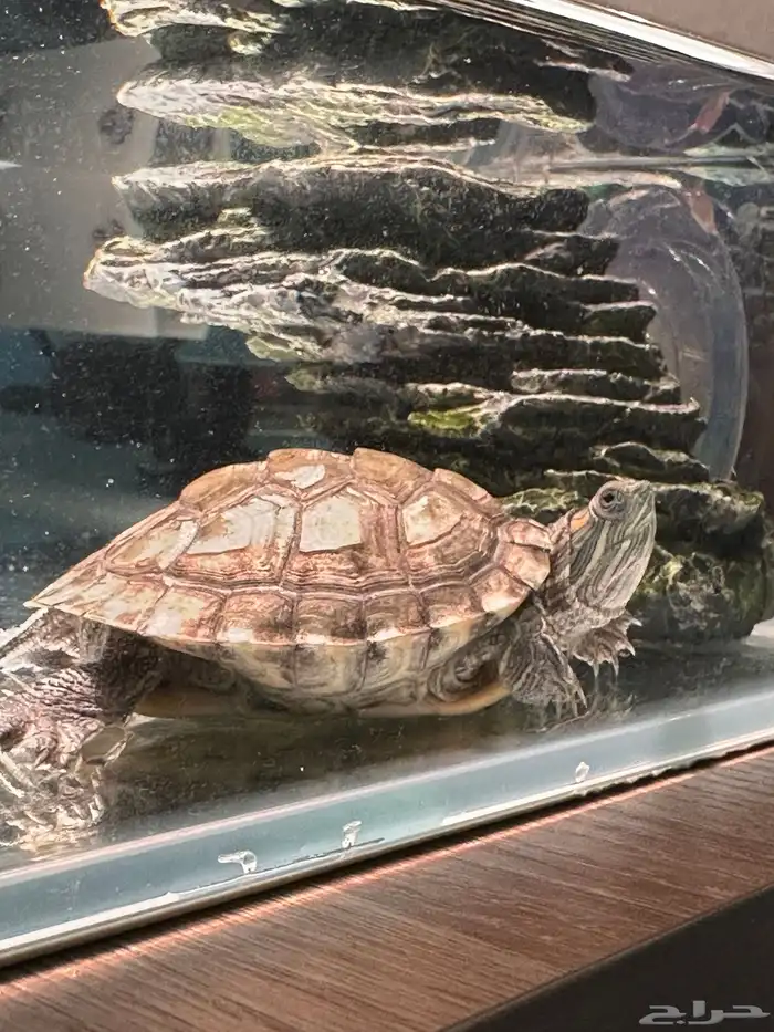 سلحفاة مع الحوض 0