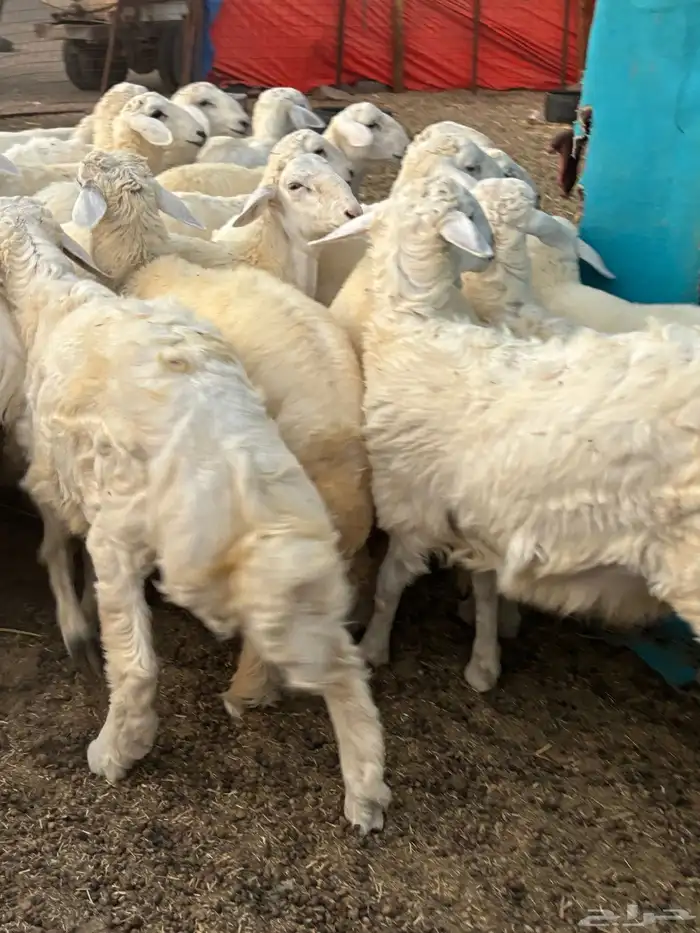 طليان حريه البيع جمله او تفريد 1