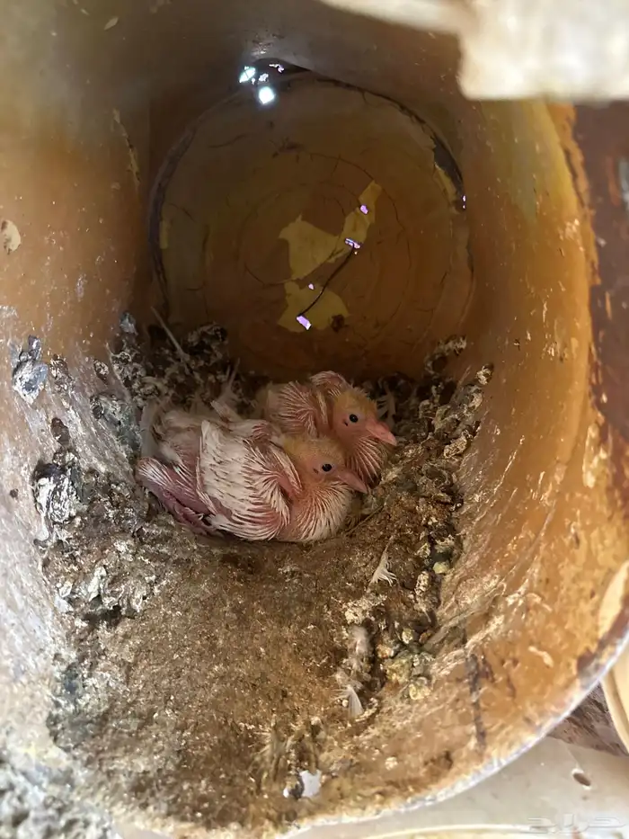 حمام فرنسي سوبر جامبو 8