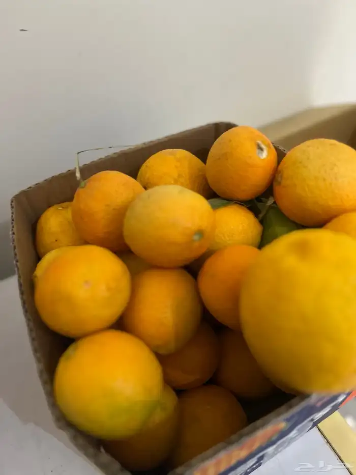 ليمون مزرعه الحره 2