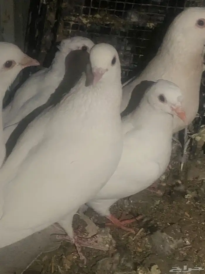 حمام فرنسي سوبر جانبو 4