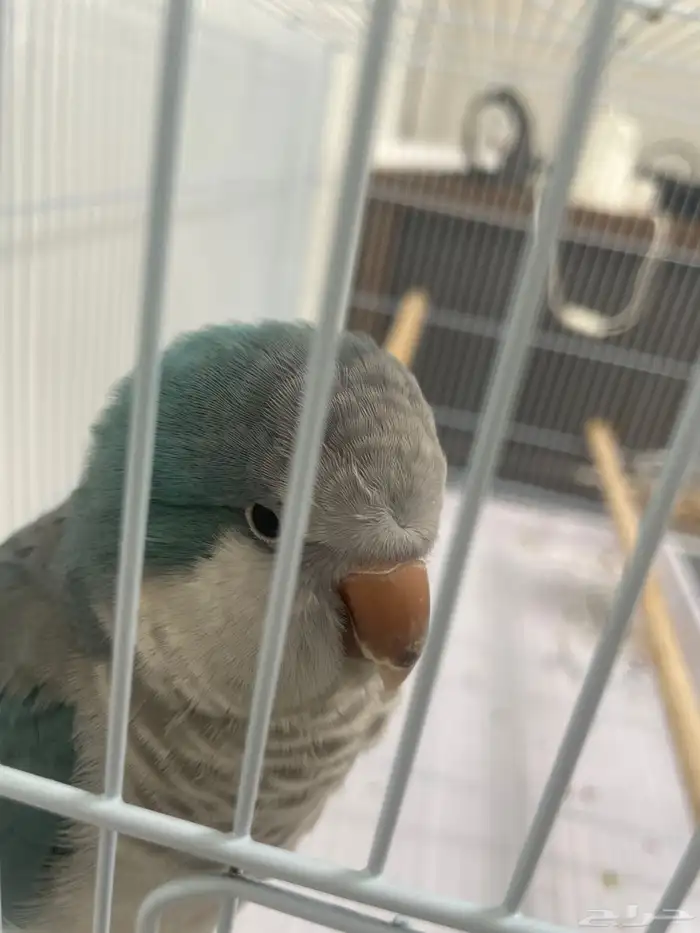 عصفور كويكر 5