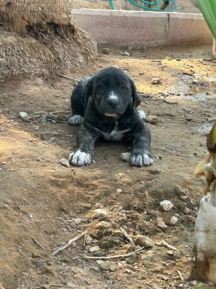 جراوه قوقاز 7