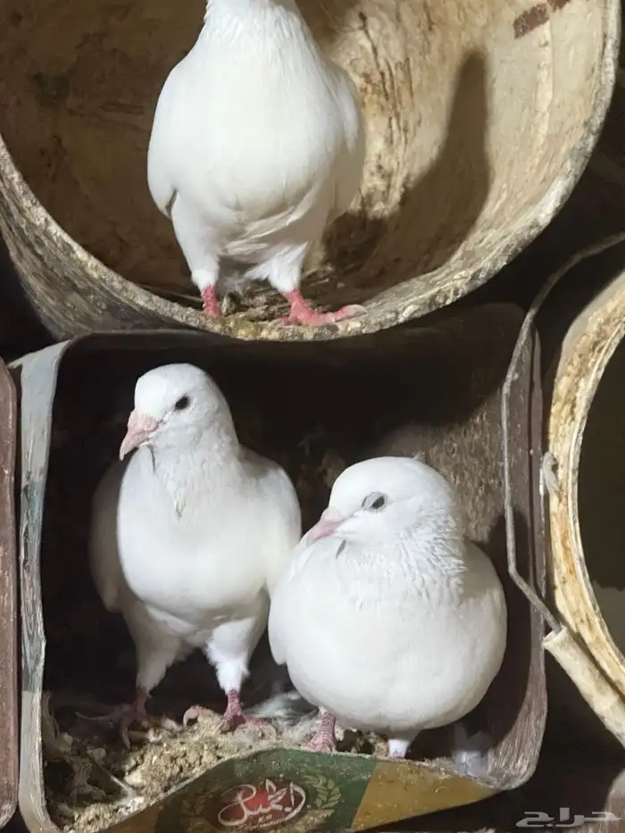 حمام فرنسي جامبو 9