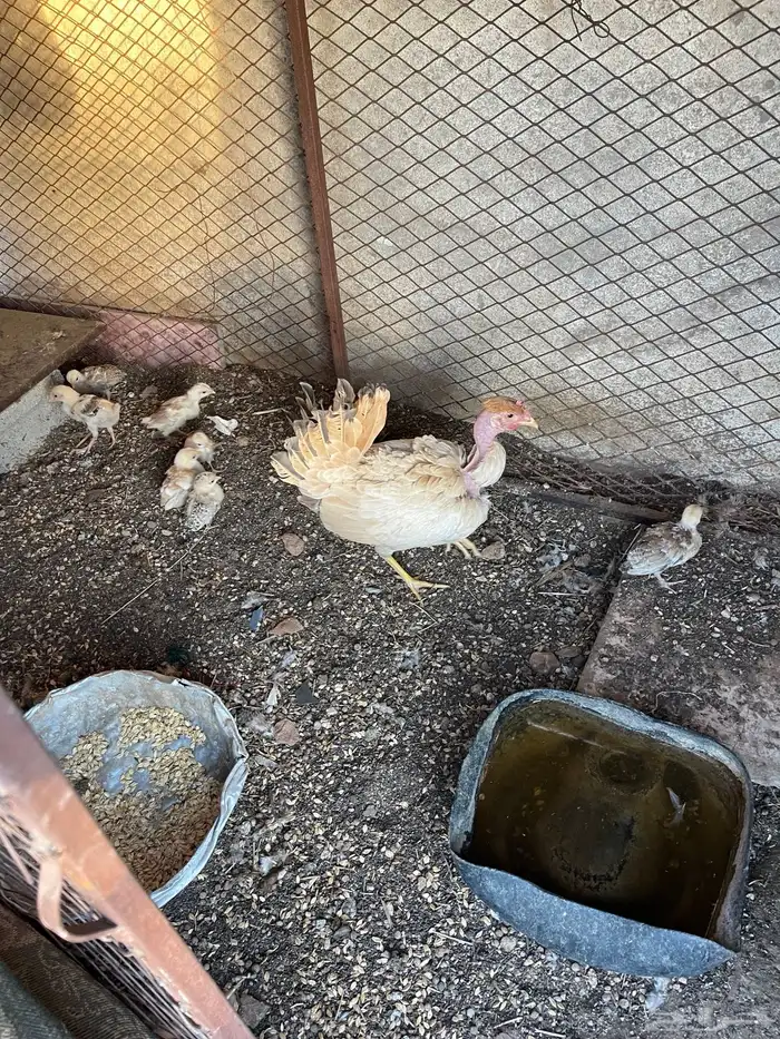 دجاجة شركسية للبيع 2