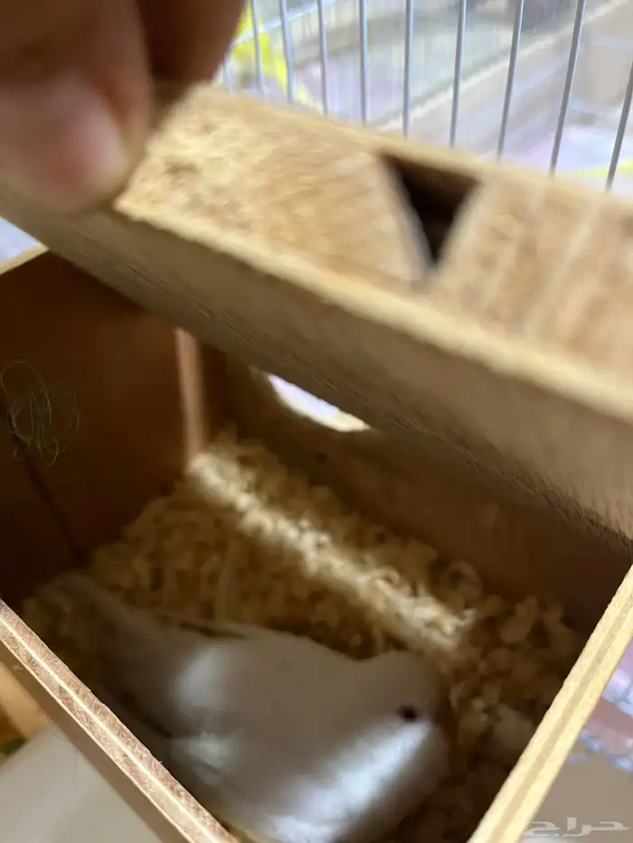 طيور للبيع 3