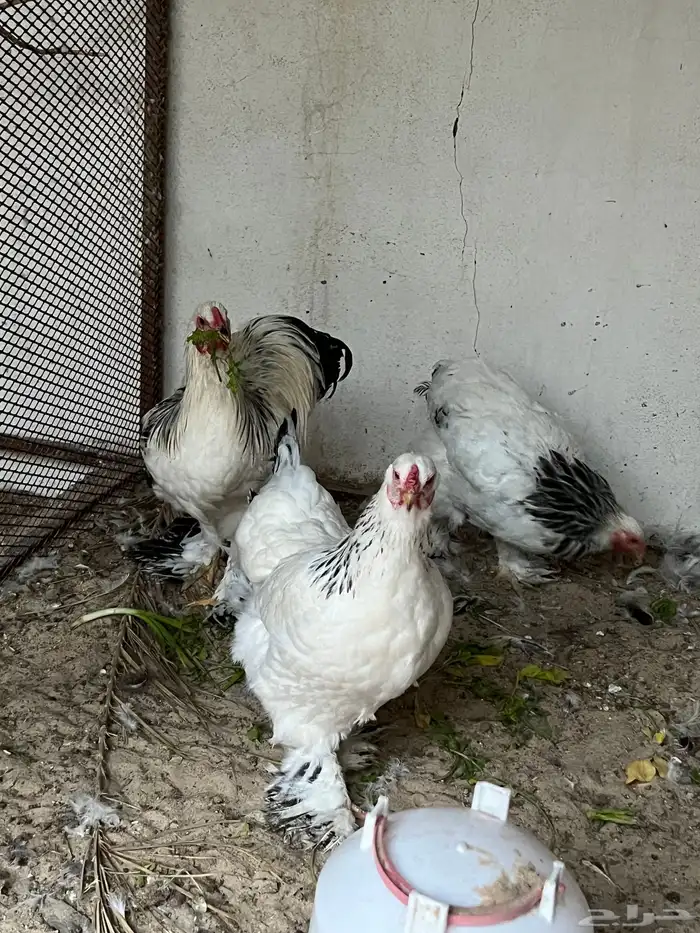 للبيع طقم برهما كولمبي اصلي دجاجتين مع ديك 1