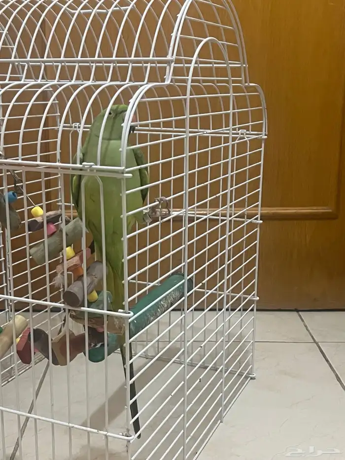 بغباء الدرة 0