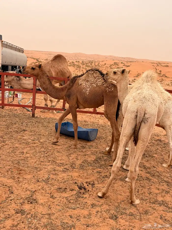 حشو قصب للبيع 0