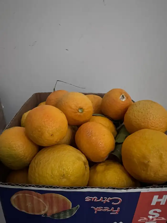 ليمون مزرعه الحره 3