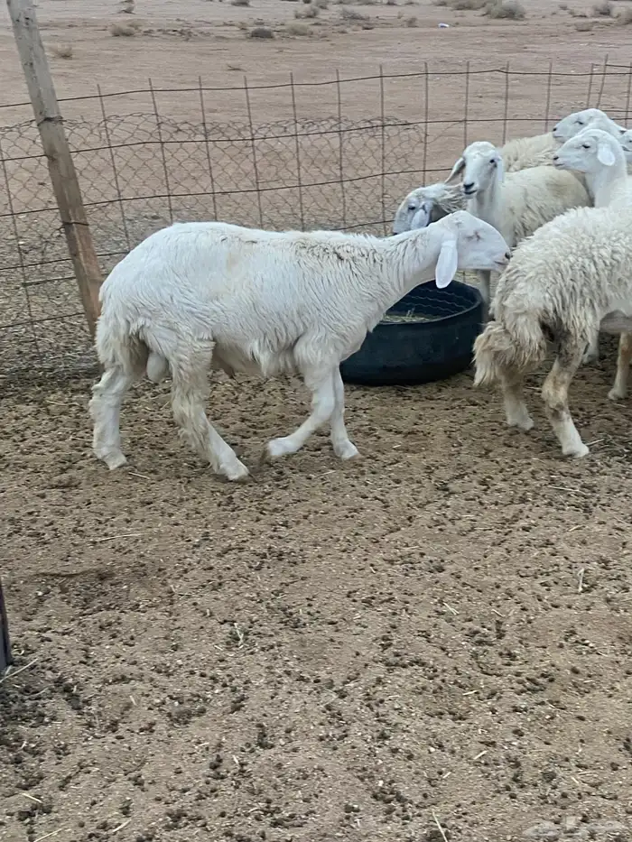 للبيع غنم حري اشباب 2