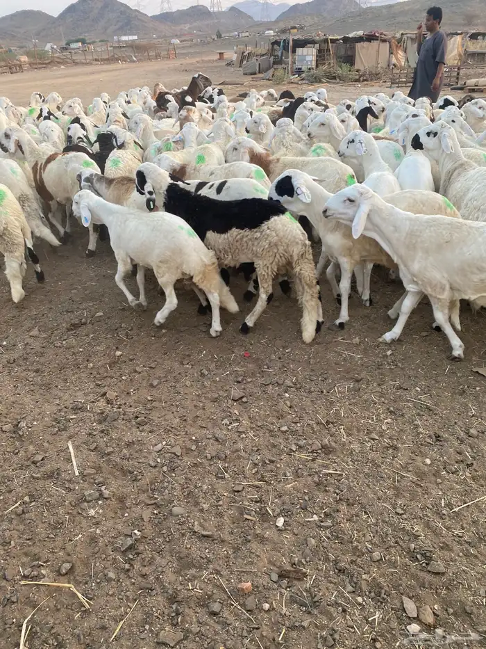 طليان سواكن بيض 6