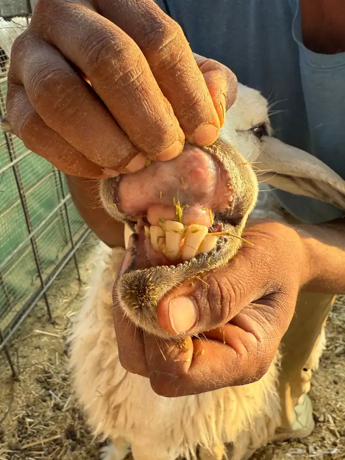 للبيع عدد 2 حريات متابيع شبب و جروم طيبة وصحة 4