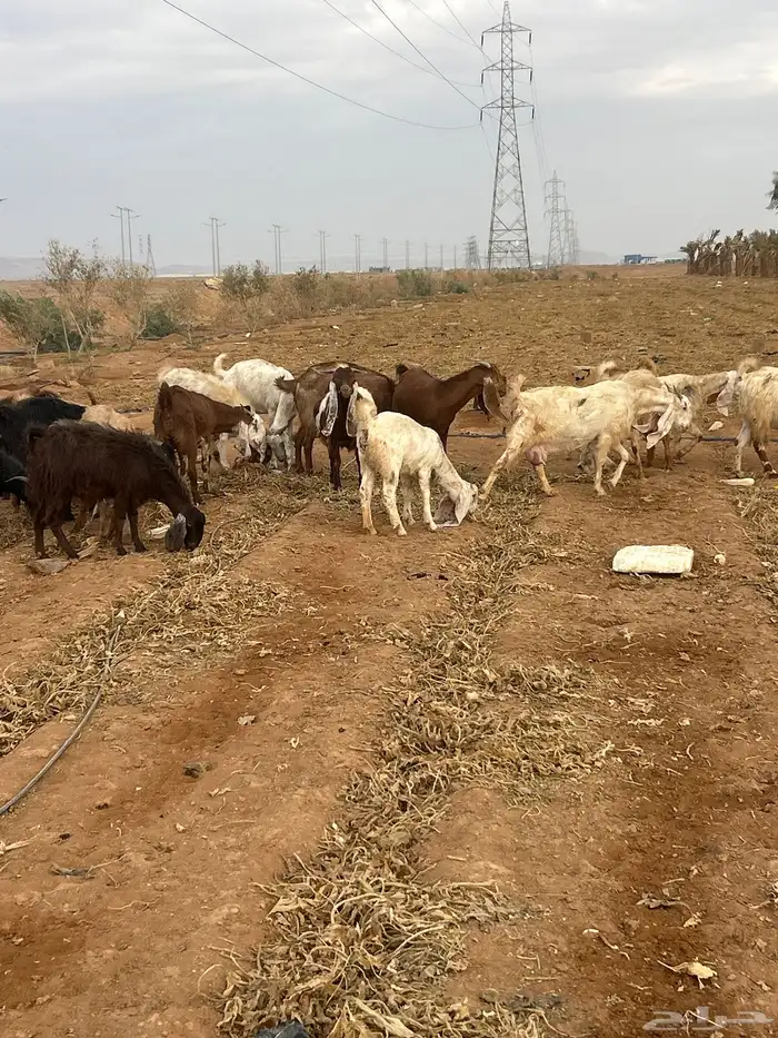 معزا مقنوي مراح طيبه جبره شبب متومه بدا بها الولاد مدافيع 6