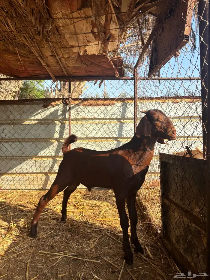 تيس ادبس مشروع فحل 0