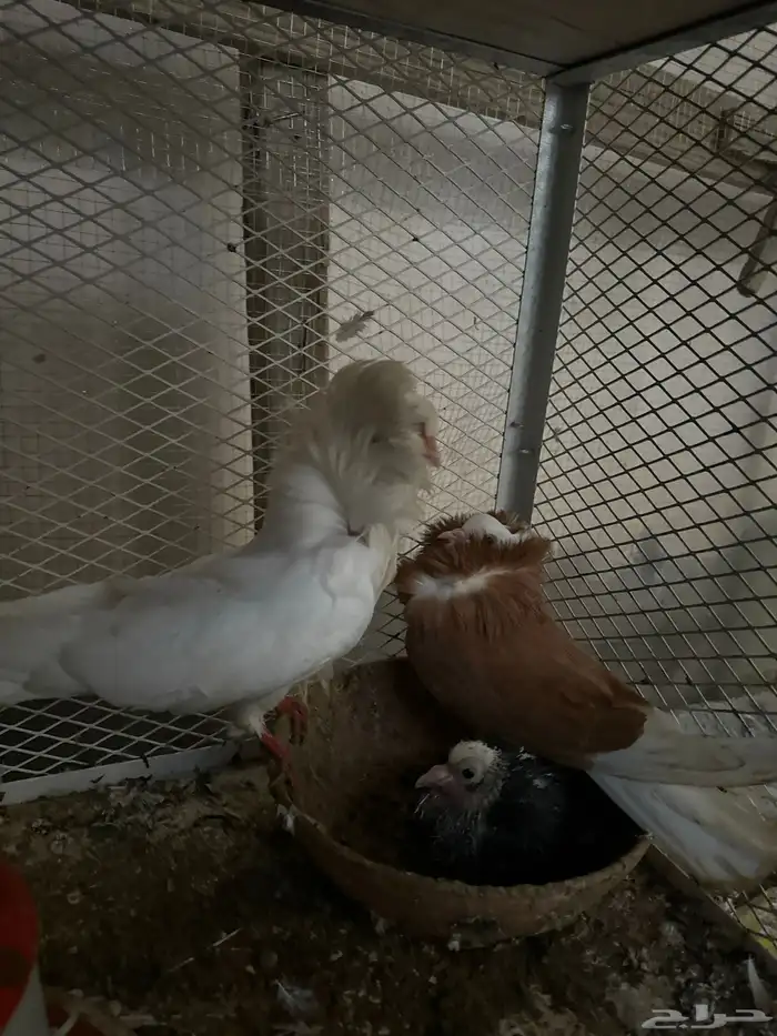 زوج حمام بلجيكي منتج شرط معاه فرخ 1