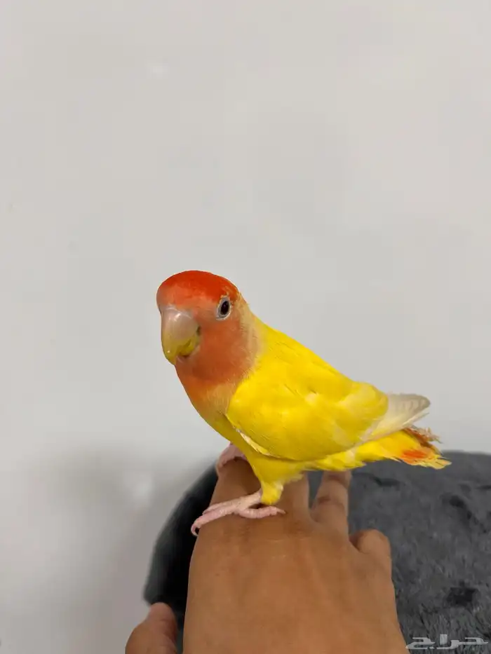 زوج روز متوالف   أليفين 4