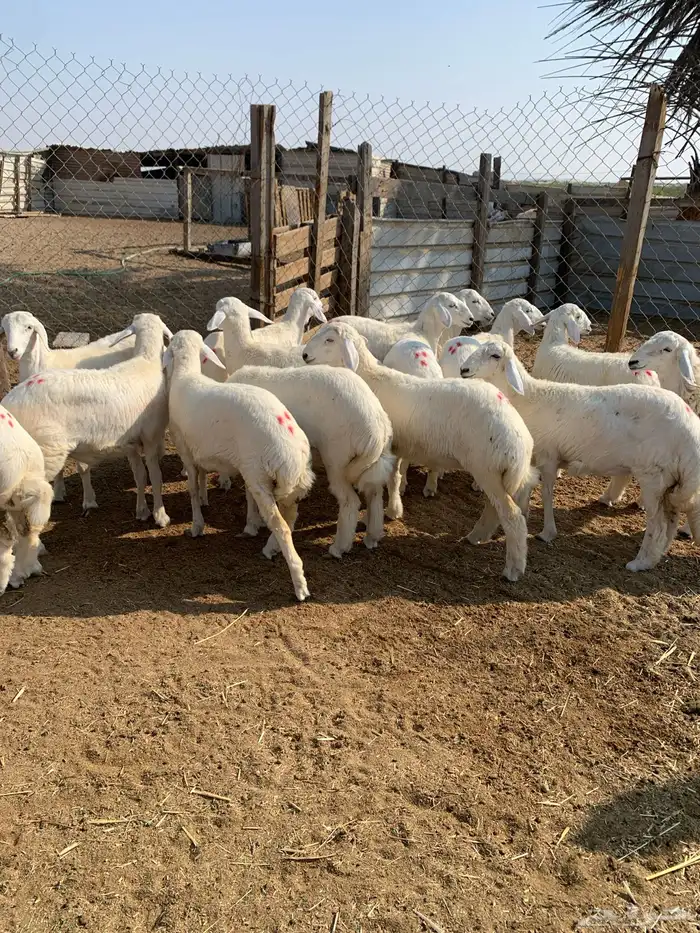 رخال حريات فاخر مقناوي 0