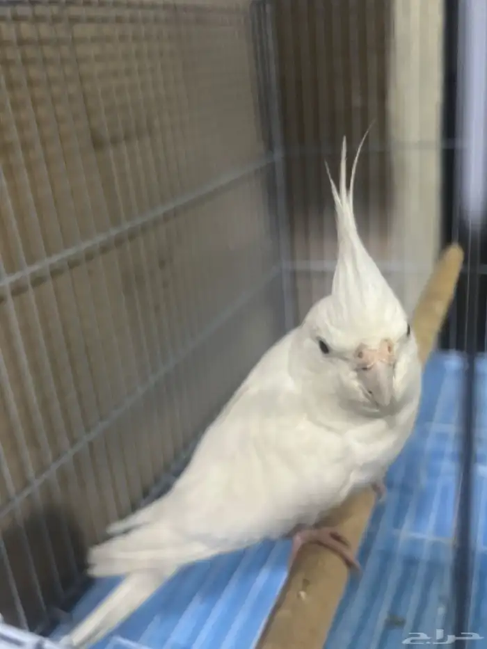 ذكر كروان اليف 0