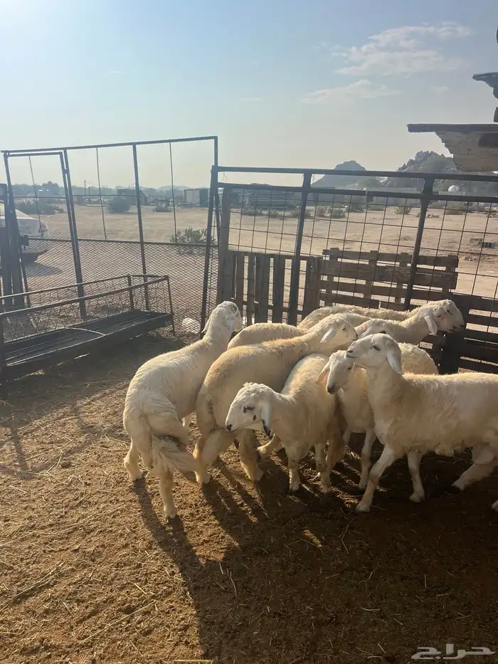 ذبايح حريات مع الذبح وتوصيل209تقيم إيجابي ولله الحمد 5