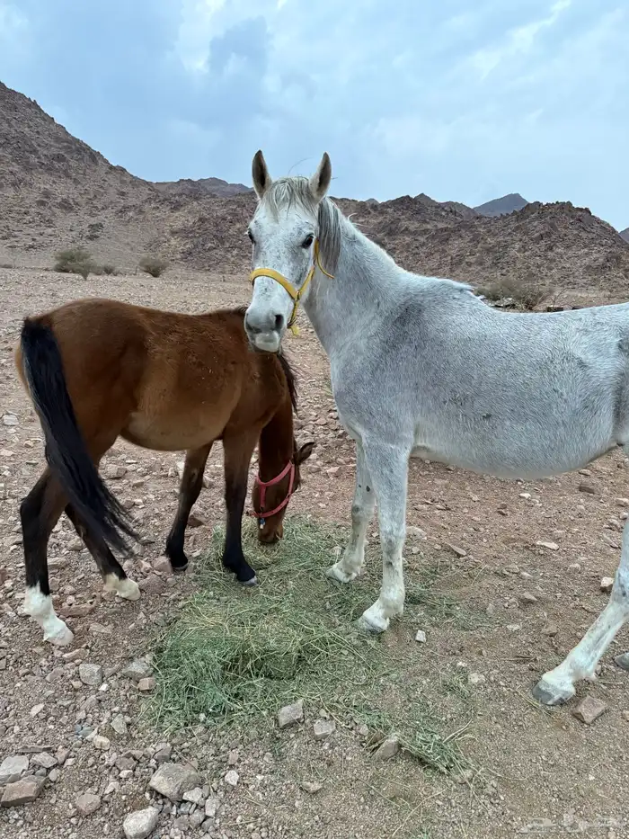 فرس شعبيه تحته مهره للبيع 1