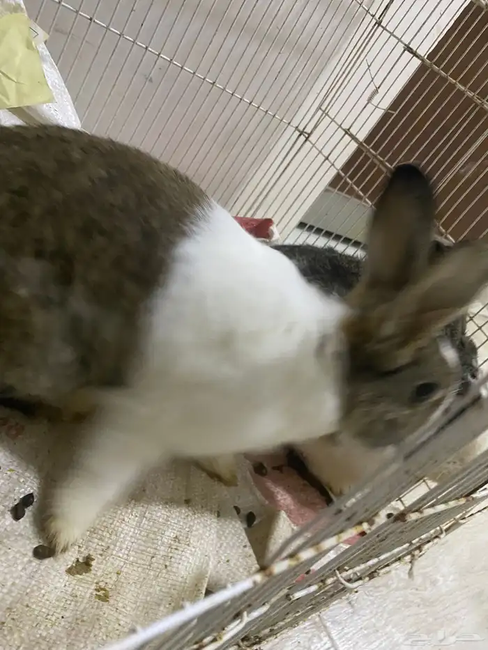 ارانب ذكر و انثى احجام جامبو 2