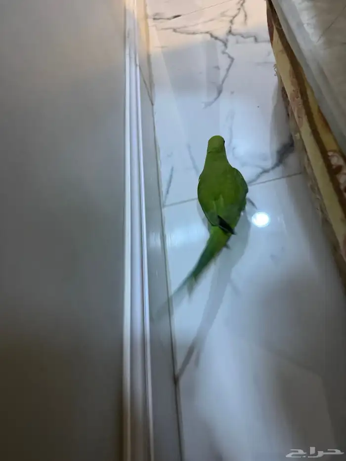 ببغاء الدرة هندي 4