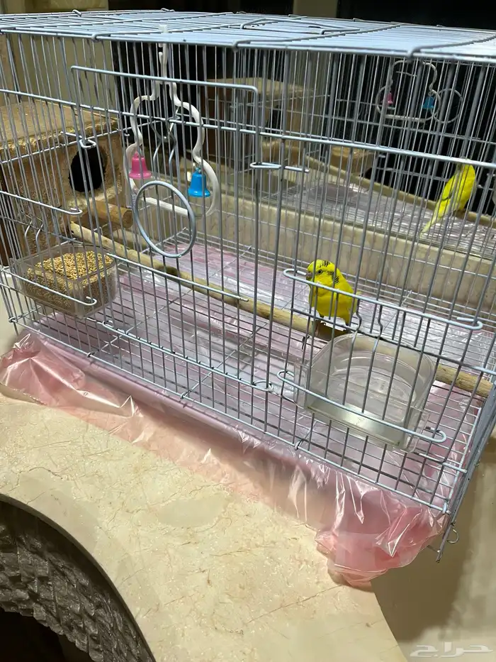 طيور للبيع 0